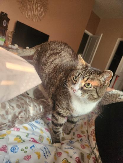 A brown and white tabby cat in a bed with patterned sheets and blanket