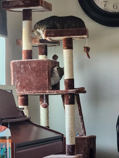 Two cats looking at each other on a brown and cream cat tree
