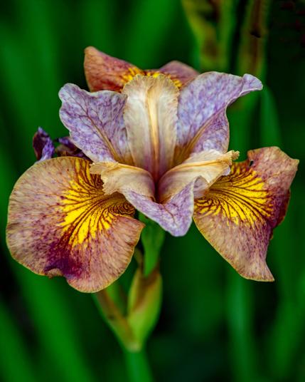 A close up image of a iris flower with muted purple and blue coloring