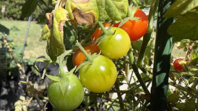 photo of wild cherry tomatoes in all the stages of growth. from ripen red to blossoming yellow green. all on a single branch