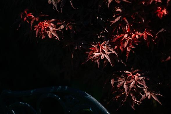 Sunlight-exposed shrubs.