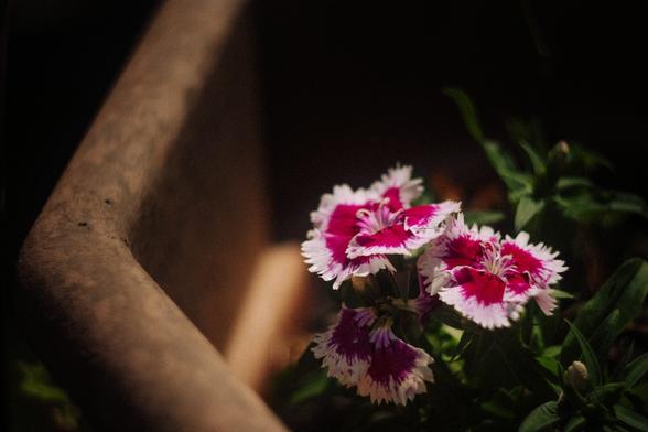 Miniature potted plants.