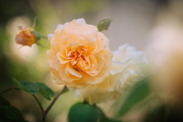 Insect infestation in a yellow rose.