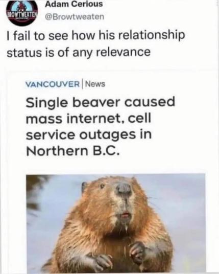 Photo of a beaver looking absolutely innocent.
Text above the photo 
Adam Cerious:
I fail to see how his relationship status is of any relevance. 
VANCOUVER NEWS
Single beaver caused mass internet, cell service outages in Northern B.C.