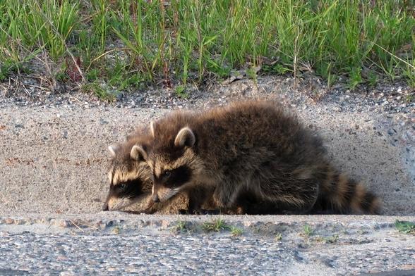 Two young, fluffy raccoons investigating the side of a street, noses on the pavement.