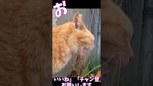 猫」「CAT & PEACE」 #cat #straycat #ねこ動画 #ねこ #猫動画　#猫好きさんと繋がりたい #子ネコ