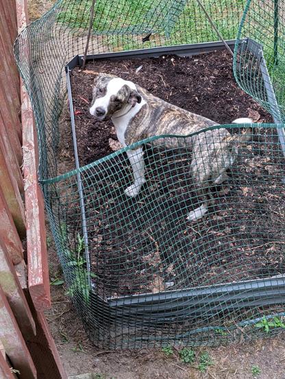 A white and brindle colored pit bull mix/mutt stands in the middle of a raised bed. A green plastic fence is around the raised bed. Didn't stop Abby, however....