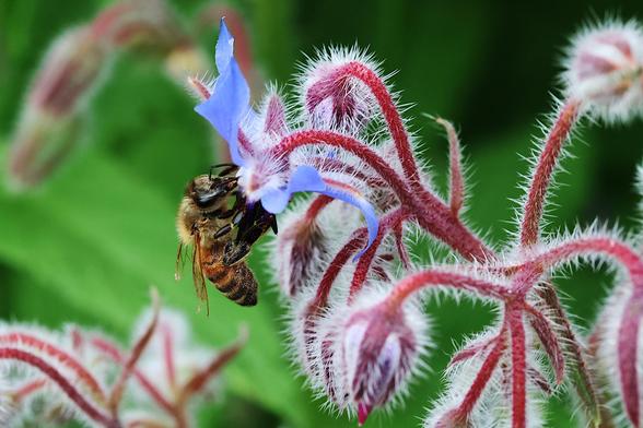 Honeybee on Borage