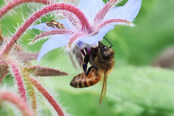 Honeybee on Borage