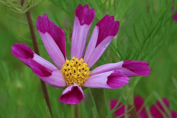 Dark Pink Cosmos