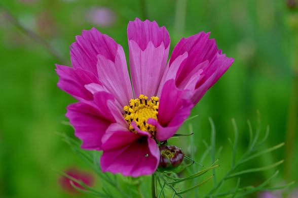 Dark Pink Cosmos