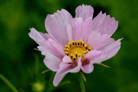 Light Pink Cosmos