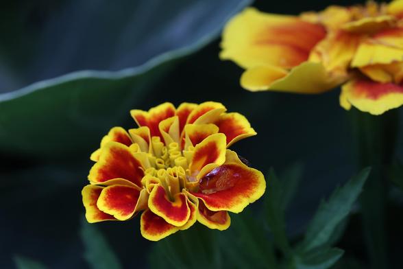 Two Tone Marigold
