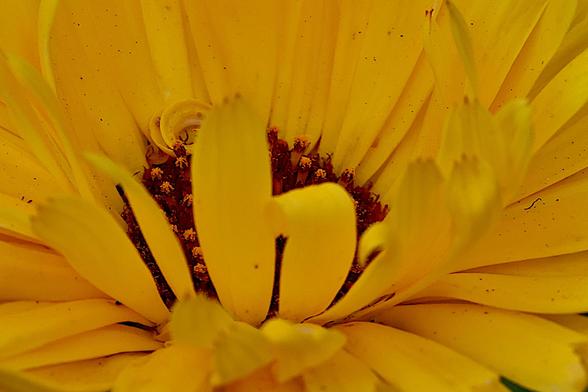 Center Scotch Marigold