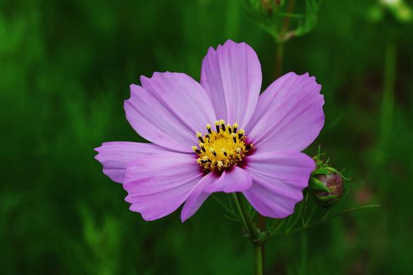 Pink Cosmos