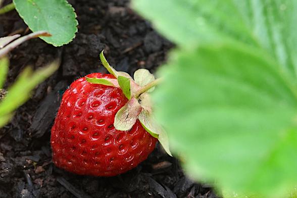 Strawberry