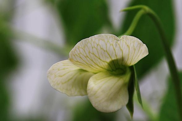 Snap Pea