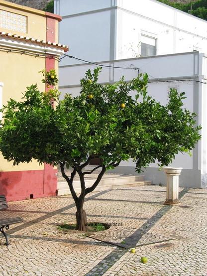 Photo of treespecies Citrus paradisi : Category is winter