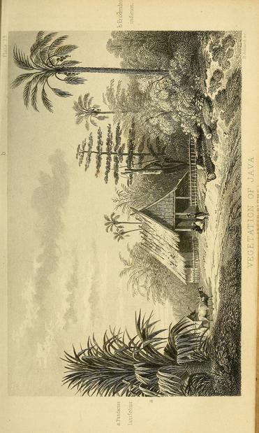 Black and white historical illustration titled "Vegetation of Java" depicting a rural landscape with tropical plants and trees. In the foreground, large palm-like plants and broad-leafed vegetation are detailed. Mid-scene shows a traditional thatched-roof hut surrounded by dense foliage and tall, slender trees, including distinctively shaped palms and a tall tree with layered branches. Two figures are seated near the hut, with another figure nearby herding water buffalo along a dirt path. The scene captures lush, diverse tropical vegetation against a cloudy sky, emphasizing the natural flora and simple rural life in Java. The style is finely detailed with intricate linework.