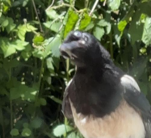 Black billed magpie looking at the camera, head tilted to the side giving it a crazy look