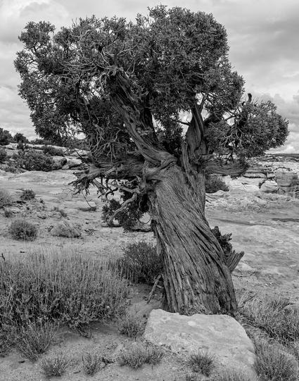 A black and white portrait photo of a small stunted tree, with a very thick trunk, maybe eight inches in diameter, growing on a flat rocky surface. There's a few small scrubby plants on the tree's left and in the background. The tree leans at a sharp angle away from the camera. Its top is bulbous with tiny leafs growing on short stunted limbs. The sky appears dark with rain clouds.