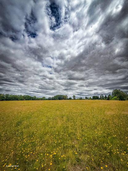 A field of wildflowers under a cloudy sky stretches into the distance.