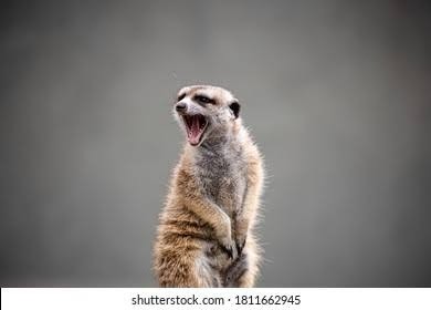 A meerkat stands against a grey background. The meerkat is posed dramatically, their head twisted and mouth open as if belting out a queer anthem to a room of similarly hyped chooks.