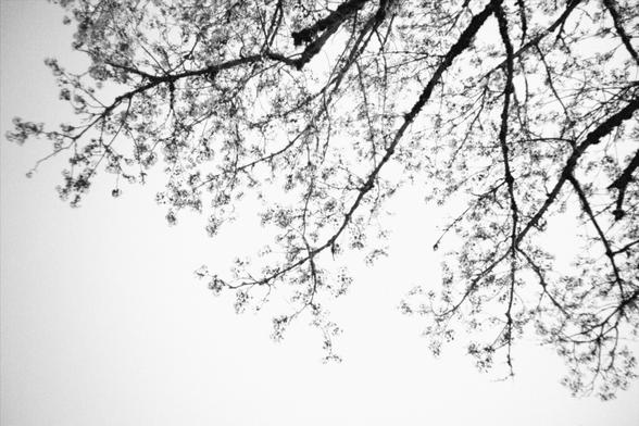 A black and white photo of blossoming tree branches entering from the top of the frame.