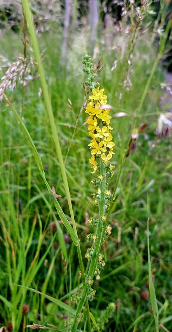 Gelb blühende Pflanze im Gras.