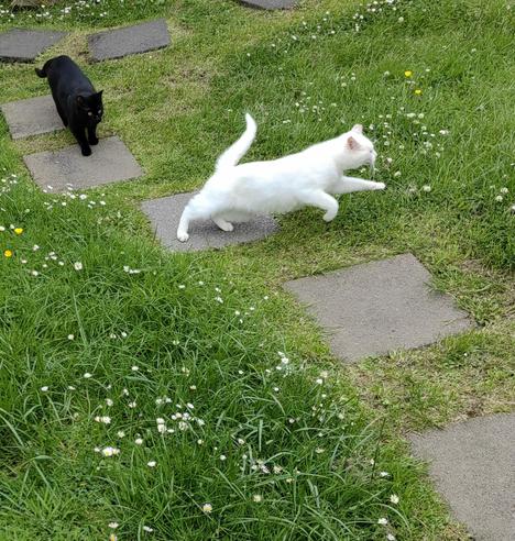 White cat showing the way