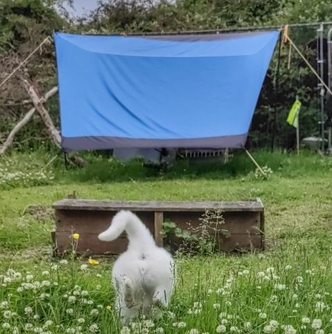 butt of white cat running through the garden