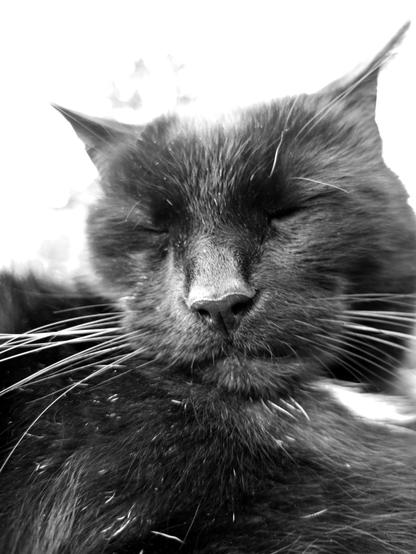 Black cat considering a nap