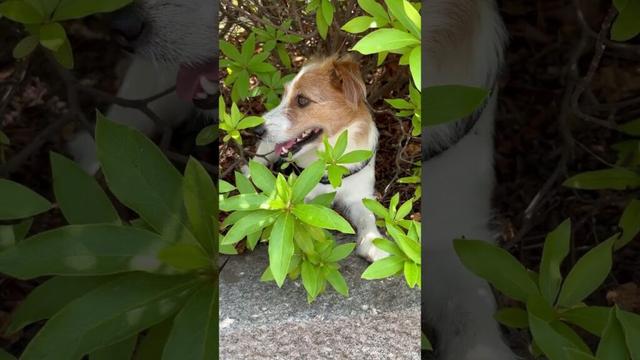 日陰を見つけては休憩 #snowman #jackrussellterrier #pets #ジャックラッセルテリア #犬のいる生活 #dog #jrt