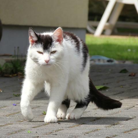 Weiße Katze mit dunklen Flecken, die  in einer gepflasterten Einfahrt zur Kamera läuft.