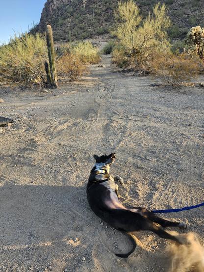 A dog is rolling in the dirt in the desert with saguaro cactus and palo verde and cholla in the background
