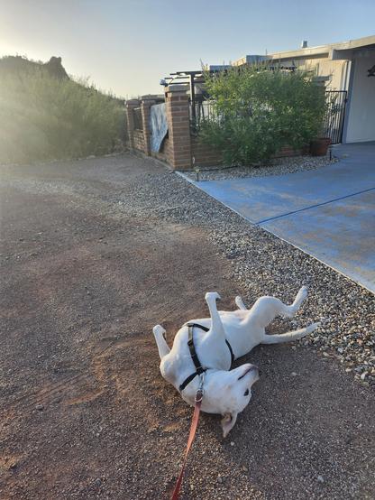 A dog rolling in rose colored dirt and gravel on a sunny desert day