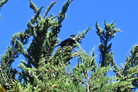 A photo of a tūī, an irridescent blue-black bird with a distinctive white bobble (poi) of feathers under its beak.

This is my photo. See https://inaturalist.nz/observations/289447711 for more details of where and when.