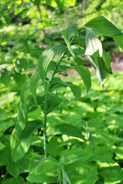 A stem with leaves on both sides evenly space and pairs of green buds dangling from the underside of the stem also evenly pace in a shady woodland floor.