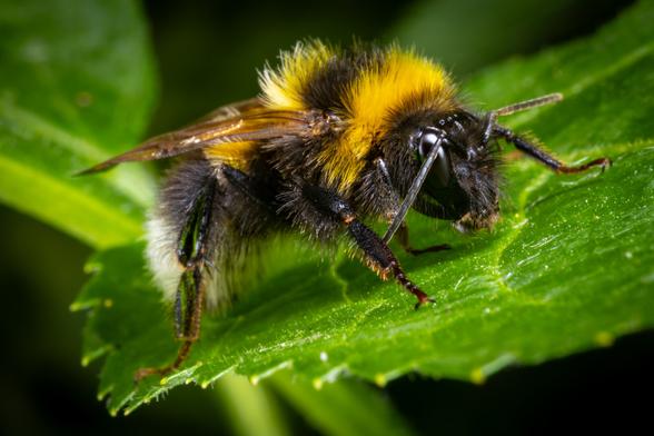 A Bumblebee on a leaf.