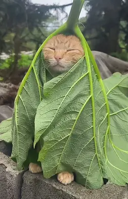 an orange cat wrapped into a big green leaf