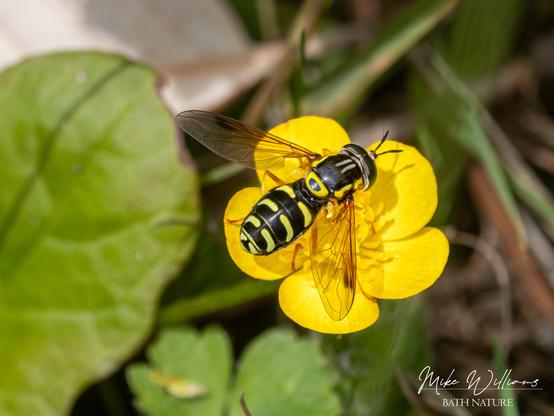 A hoverfly, black with yellow markings and long antennae. On a buttercup flower.