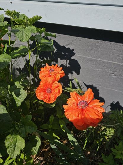 Three red poppies blooming in the middle of a flowerbed