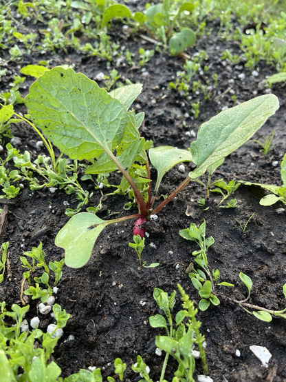 photo of a radish growing in the dirt surrounded by weeds. at the base of the plant there is a small bit of visible red from the radish itself