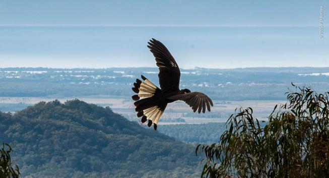 A Yellow-tailed Black Cockatoo executing a banking turn, high over the plains below the Blackall Range escarpment. The bird's wings are partly cocked, and its tail is spread wide and tilted, showing the trademark light yellow feathers. Its seen from an almost equal height, although its flying near some visible tree-tops, and behind it the plains are a long way down, stretching off to the coast and hazy sea.