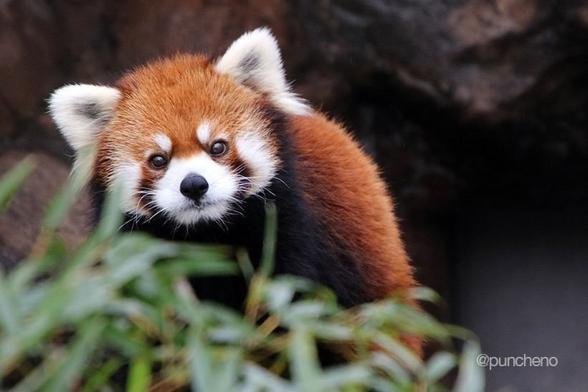 A picture of a Red Panda.