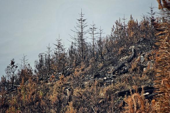 A hillside covered in the aftermath of a wildfire, with numerous charred and leafless tree trunks standing amidst burnt, brown undergrowth. The sky above is a pale grey, suggesting an overcast or hazy day. The overall mood is one of quiet desolation, yet also hints at nature's capacity for recovery.