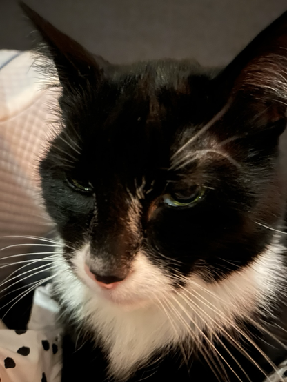 Shaggy the tuxedo cat. Let’s forget about Flag Day: it’s Caturday!  #caturday #FlagDay #cats #photo #June14
