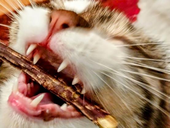 Blick von schräg oben in ein offenes Katzenmäulchen, das nach einem kleinen Zweig greift. Im Fokus sind die weißen, spitzen Zähne, der rosa Gaumen und die rosa Nase. Das Fell um das Mäulchen herum ist weiß, der Kopf der Katze braun, schwarz und weiß gestromt. Die Augen der Katze sind geschlossen.