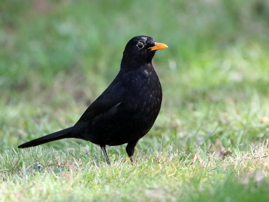 Merle Noir 
Turdus merula