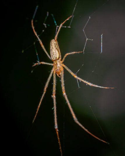 Slender spider in its web